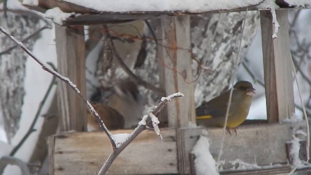 Зеленушка птица описание видео. Зеленушка птица фото самка и самец Зеленушка перелетная птица.