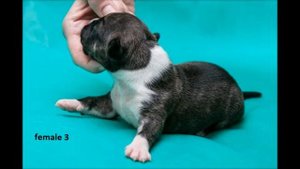 Щенки Американского Стаффордширского Терьера от титулованных производителей, чемпионов породы.