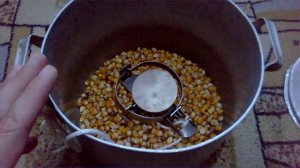 Как избавиться от крыс в курятнике