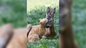 Дружба крепкая не сломается и не расклеится