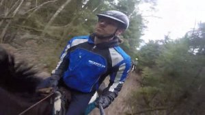 Галоп в лесу на высокой лошади )))