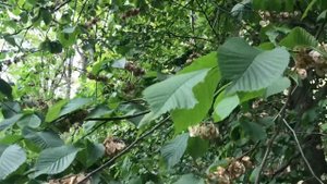 Спостереження - знайомство з деревом граб. Онищук  Лілія