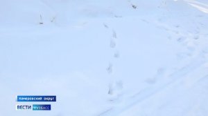 В Кемеровском округе заметили стаю волков