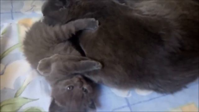 Британские и шотландские вислоухие котята открыли глазки