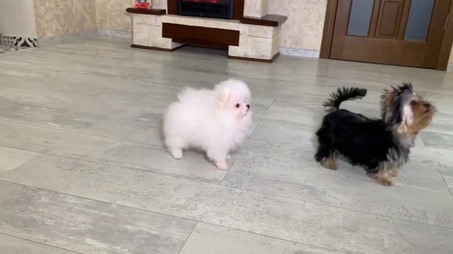 ЭКСТРА-МИНИ девочки йорк и померанский шпиц) смотреть онлайн