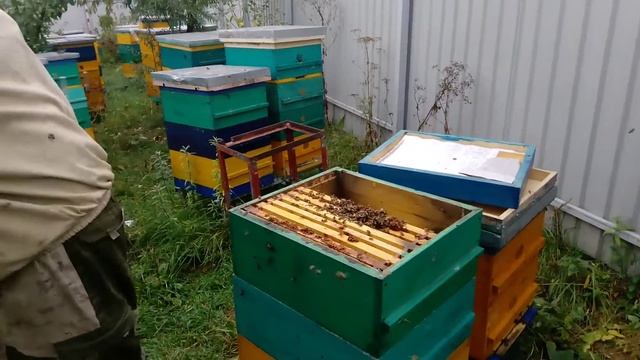 Подготовка пчел к зиме,сбор гнезда. смотреть онлайн
