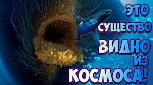 САМОЕ БОЛЬШОЕ СУЩЕСТВО В МИРЕ Которое Даже Видно из КОСМОСА!