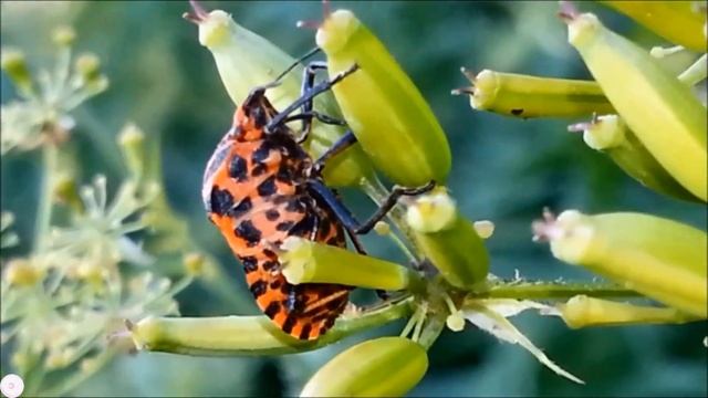 Щитник линейчатый размножается-2 смотреть онлайн