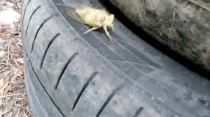 Геленджикские цикады