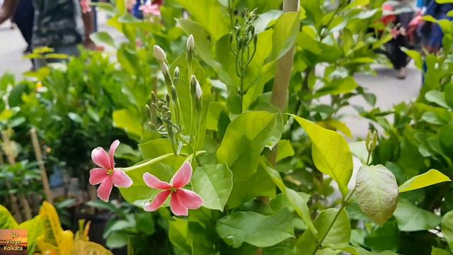 Galiff Street Plant Market | Current Plants Price Update | 15 August 2021 Visit смотреть онлайн