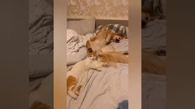 ДомашниеПитомцы и СмешныеВидео