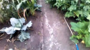 Урожайность после внесения индюшиного помета
