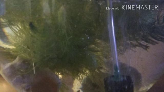 Нерест Данио смотреть онлайн