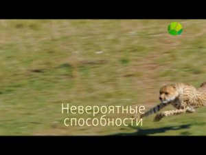 BBC. Загадки природы. Невероятные способности
