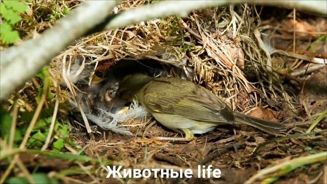 ПЕНОЧКА ВЕСНИЧКА?/Животные life/Птицы/Животные/Интересные факты