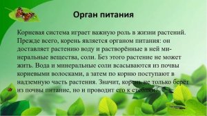 Значение корня биология 7 кл.mp4