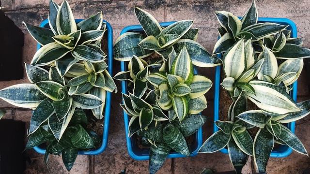 10 Types of Sansevieria Hahnii смотреть онлайн