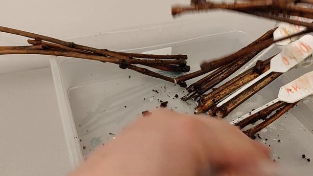 Очередная партия черенков отправилась на укоренение