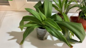 Мои фрагмипедиумы