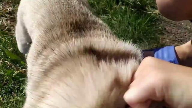 #мопс #люблю #собака #мойканал ? смотреть онлайн