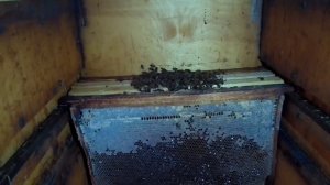 Одна из причин гибели пчёл зимой. Плюс небольшой эксперимент.