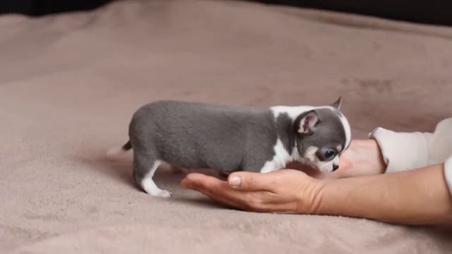 Чихуахуа.Chihuahua male1 смотреть онлайн