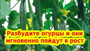 РАЗБУДИТЕ ОГУРЦЫ И ОНИ МГНОВЕННО ПОЙДУТ В РОСТ//  Что делать не растут огурцы