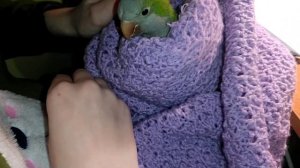 Ручной попугайчик квакер калита монах. Любимый питомец!