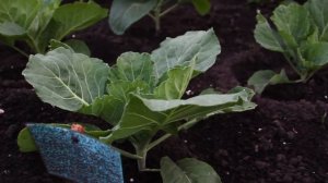 ? Подкормка КАПУСТЫ при высадке в грунт - первые итоги ? Эксперимент #2