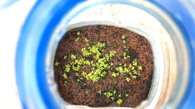 Тепличка сегодня. Элеохарис мини макрантемум Монте Карло смотреть онлайн