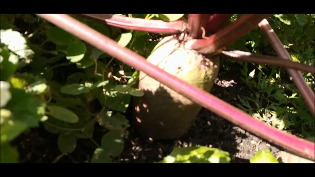 Чтобы свекла выросла крупной и сладкой! Результат осенней подкормки получен! смотреть онлайн