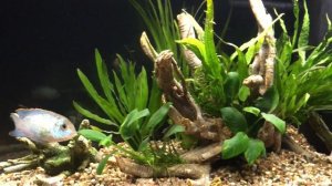 Аквариумный дизайн "Остров"