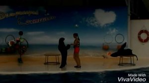 Танец морского котика. Супер!