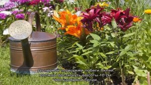 Чем подкормить лилии осенью и весной перед цветением