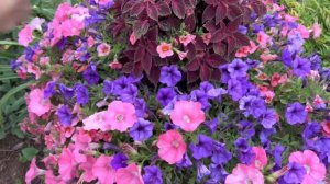 Forever Amber Roses, Hidcote  Lavender, Gulf Stream Nandina, and budworn on petunias.