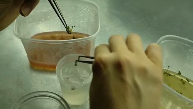 [29] Плановая и срочные пересадки. Растения красят красным цветом среду смотреть онлайн