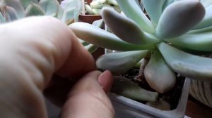 Как правильно оторвать лист у эхеверии для размножения.