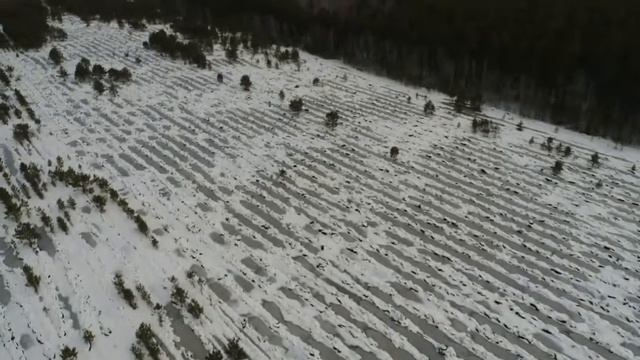 Подготовка  почвы под лесовосстановление весна 2018