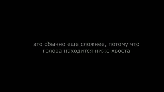 Собаки и лестница