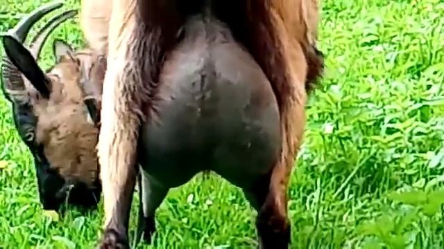 Чешская дойная коза смотреть онлайн