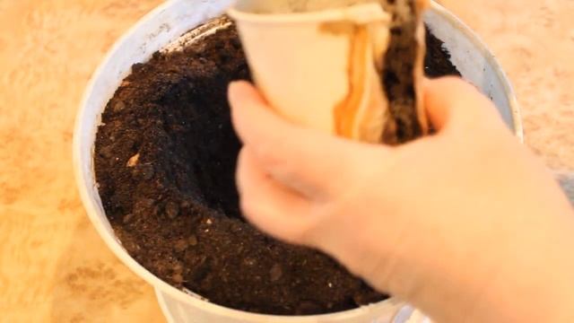 Огород на подоконнике или балконе. Особые условия выращивания огурцов дома. В реальном времени.
