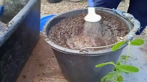 Мечта сбылась сажаем фейхоа
