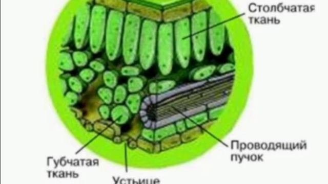 БИОЛОГИЯ, 7 КЛАСС, ПАСЕЧНИК, КЛЕТОЧНОЕ СТРОЕНИЕ ЛИСТА, ПАРАГРАФ 25