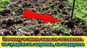 Вот ПОЧЕМУ к зиме НЕЛЬЗЯ ОСТАВЛЯТЬ на грядках ни сорняки ни сидераты Дачные СОВЕТЫ и рекомендации