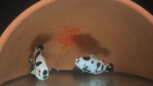 Разведение рыбок клоунов