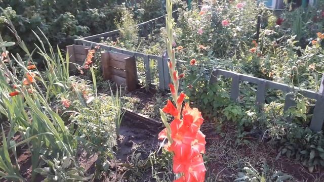 Гладиолус Гигант Красный смотреть онлайн