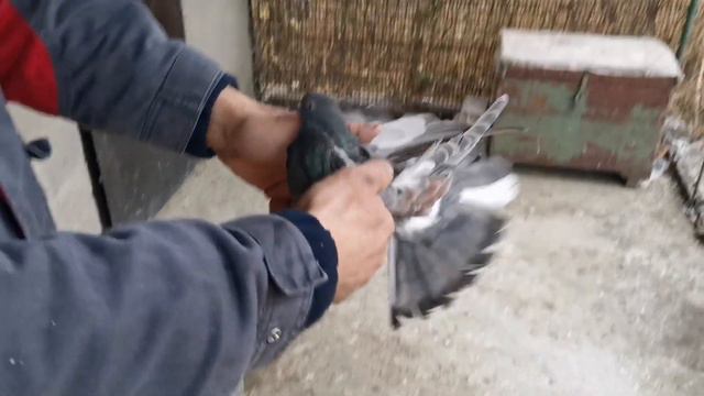 Показ голубей Мась К С смотреть онлайн