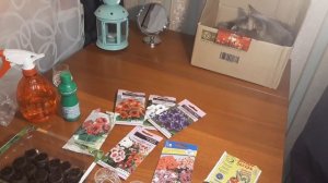 ПОСЕВ СЕМЯН ГЛОКСИНИИ В ТОРФЯНЫЕ ТАБЛЕТКИ