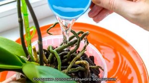 Сколько цветет орхидея — правила ухода