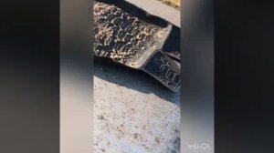 Узнал влажность зерна, не заводя комбайн.